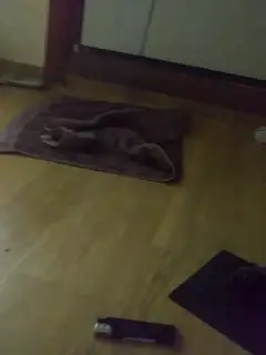 反差母狗7