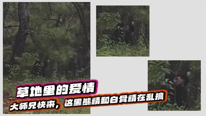 草地里的爱情，大师兄快来，这黑熊精和白骨精在乱搞