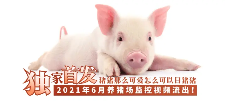 【独家首发】2021年6月养猪场监控视频流出!!!!
