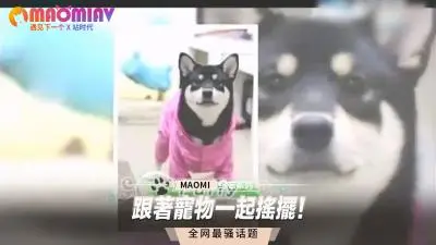 跟着宠物一起摇摆!