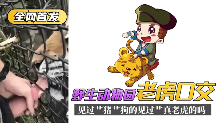 【全网首发】野生动物园“老虎口交”见过艹猪艹狗的,见过艹真老虎的吗?