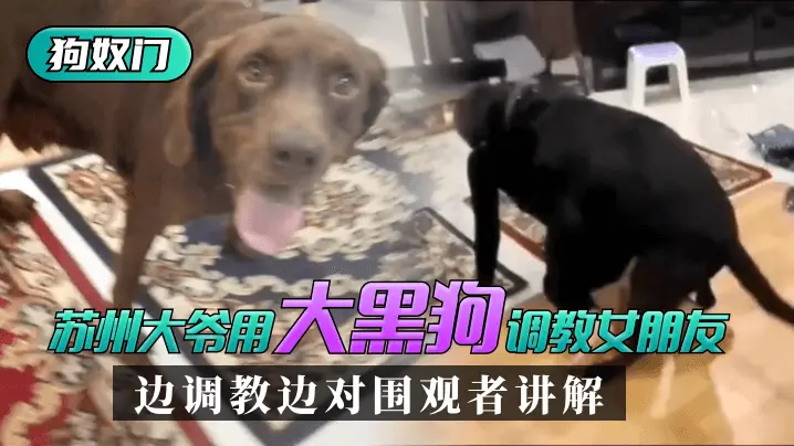 【苏州“狗奴门”】苏州大爷用大黑狗调教女朋友,边调教边对围观者讲解_